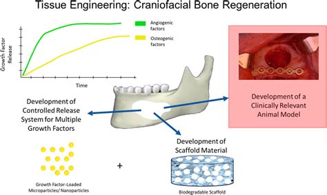  Vitiligo - Biomateriał Rewolucjonizujący Osteoplastyke i Regenerację Kości?